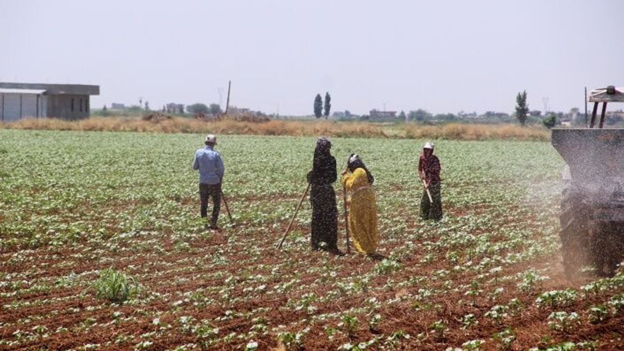 Urfa'da Mevsimlik işçilerin sıcak havayla imtihanı