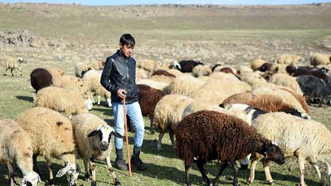 Siverek'te sokağa çıkma kısıtlamasında çobanlar işleri başında