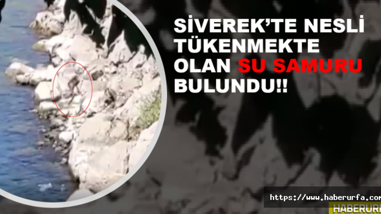 Nesli tükenme tehlikede olan su samuru Siverek'te görüntülendi