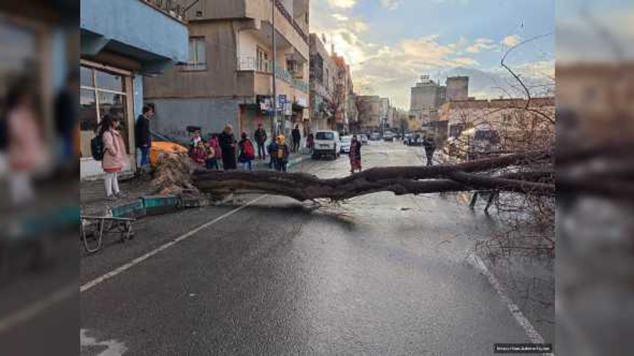 Urfa'da şiddetli yağış ağacı devirdi