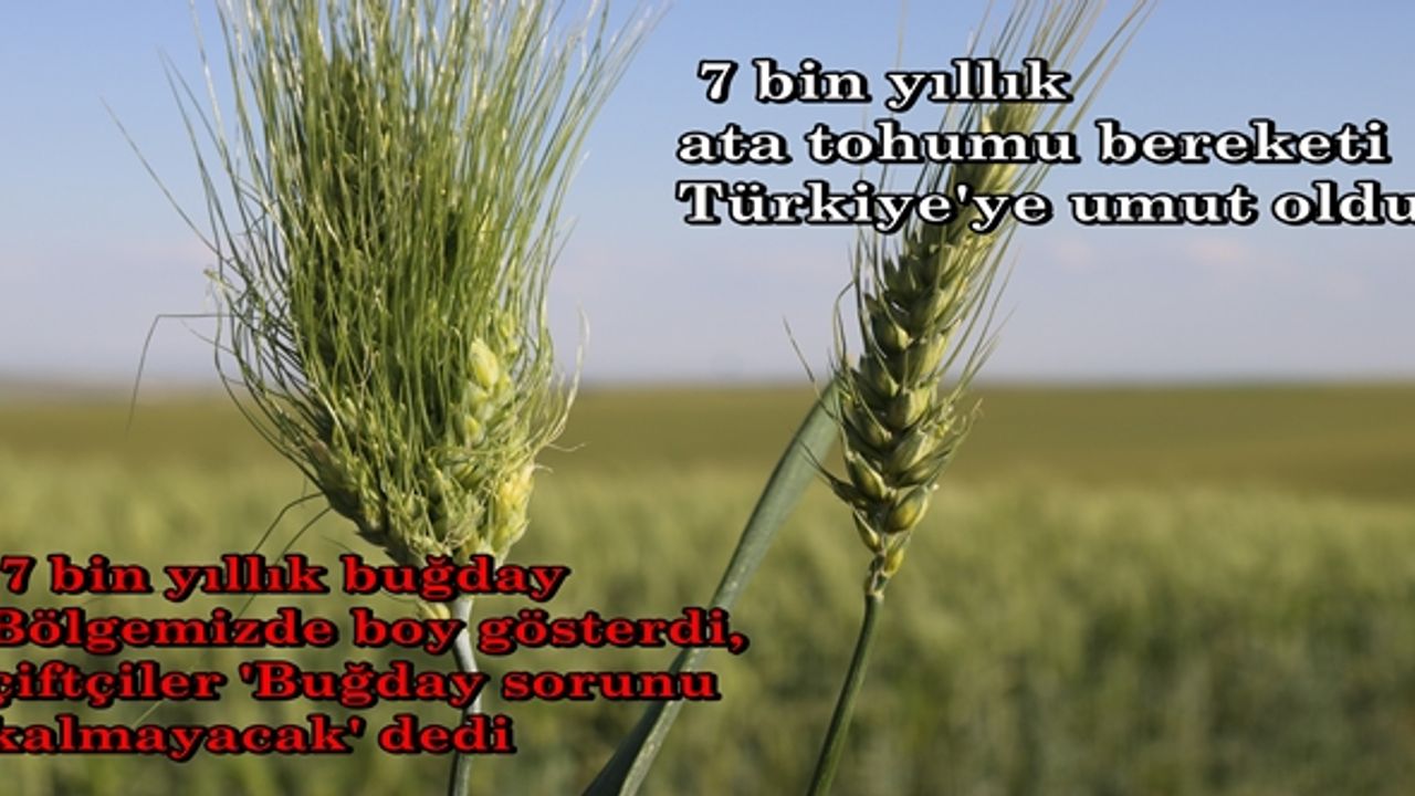 Kayseri'de Bulunan 7 bin yıllık buğday tohumu Bölgemizde Başaklandı!