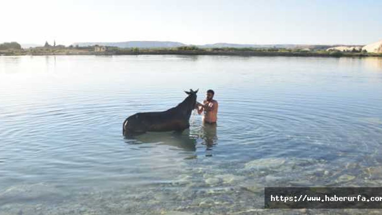 Urfa'da sıcaktan bunalan atlar Fırat'ın sularında serinledi