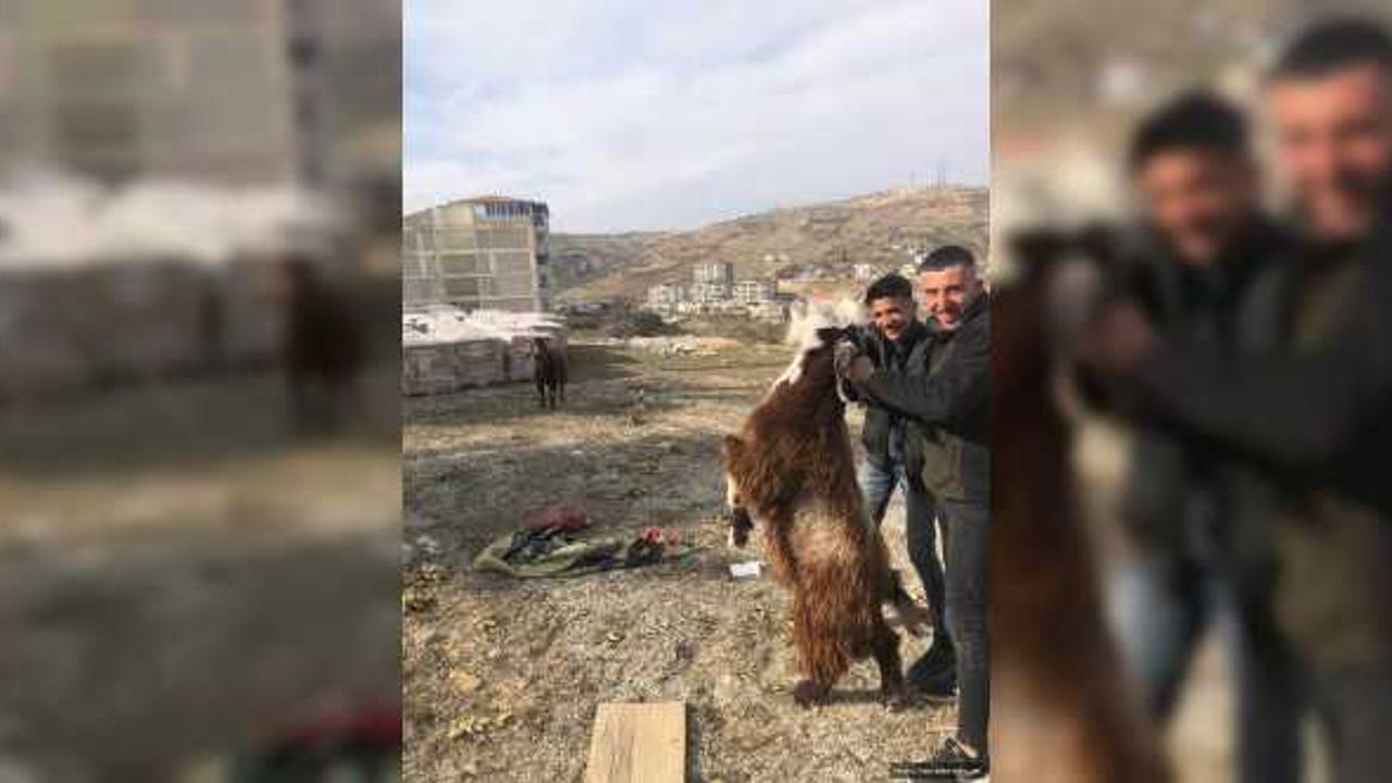 Bu Keçi enkazdan 21 gün sonra sonra çıkarıldı
