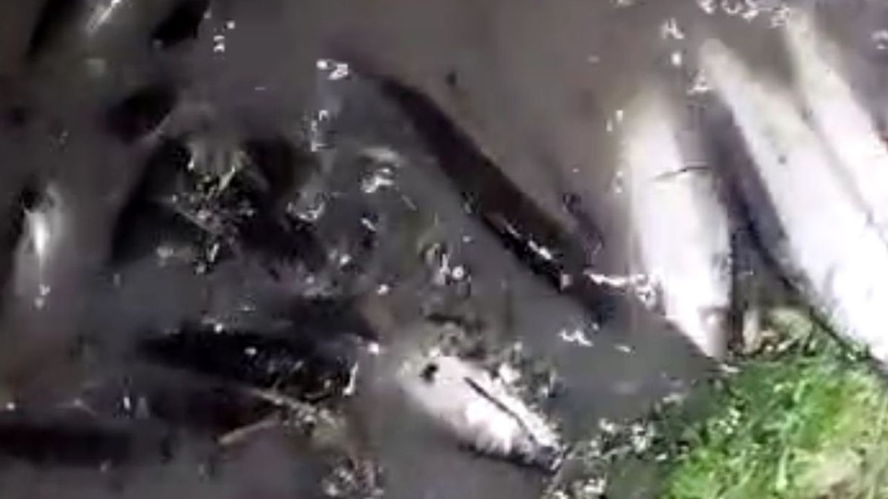 Balıklar oksijensiz kalarak boğuldu