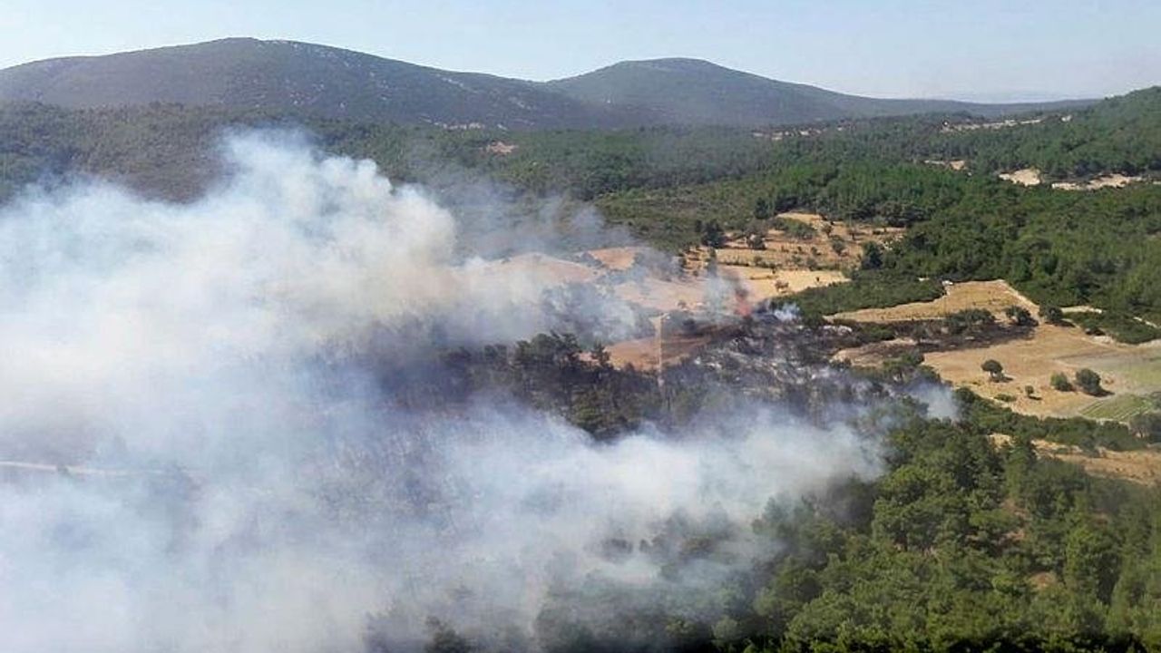 Viranşehir'de Orman yangını