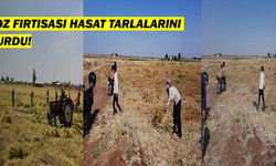 Viranşehir'de Toz fırtınası mercimek tarlasını vurdu