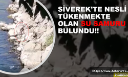 Nesli tükenme tehlikede olan su samuru Siverek'te görüntülendi