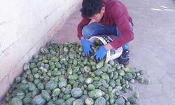 Şanlıurfa’da yetiştirilen Şelengo artık tescilli