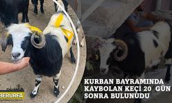 Kurban Bayramı'nda kaçan keçi 20 gün sonra bulundu