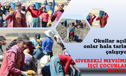 Okullar açıldı, Siverekli mevsimlik işçi çocukları hala tarlada