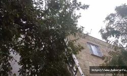 Birecik'te ağaçta mahsur kalan kediyi düşürerek kurtardılar