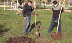 Ağaç kesen şahsa ağaç dikme cezası
