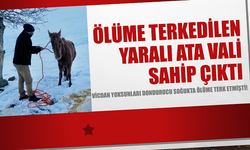 Donduran soğukta kaderine edilen yaralı ata Vali sahip çıktı