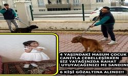 Pitbull dehşetinde 6 gözaltı