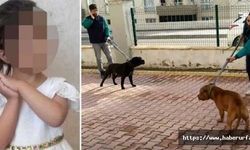 Antep'te barınaklara toplanan köpeklerin çoğunlu Pitbull!