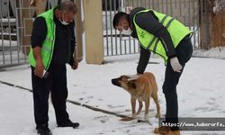 Şanlıurfa’da Sokak Hayvanları Unutulmadı