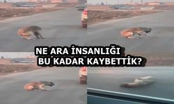 Yolda yürüyen köpeği silahla vurup yoluna devam etti