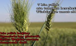 Kayseri'de Bulunan 7 bin yıllık buğday tohumu Bölgemizde Başaklandı!