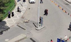 Urfa'da saldırgan köpekler ekipler tarafından toplandı