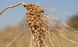 Geçmişi 7 Bin Yıla dayandığı söylenen buğdayın hasat zamanı