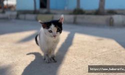 Şanlıurfa'da yaralı kedi Hastane Aciline sığındı