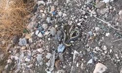 Şehirin merkezinde yakalanan yılan doğaya salındı