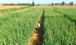 Kuraklığa ve sıcağa dayanıklı inci darısı Şanlıurfa’da üretilmeye başlandı