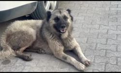Ceylanpınar'da Sokak köpekleri çocuğa dehşeti yaşattı