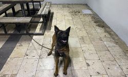Urfa'da kurt köpeği hırsızları yakalandı