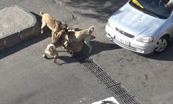 Şanlıurfa'da başıboş köpeklerin kavgası böyle  götüntülendi