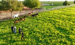 Suruç'un 'Safkan' yarış atları sahiplerine milyonlar kazandırıyor