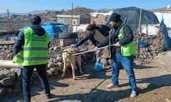 Siverek'te kuduz alarmı: Başıboş köpek 3 kişiyi ısırdı!