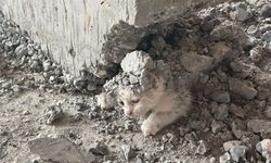 Urfa'da Kalıbın içerisine giren kedinin üzerine beton döküldü