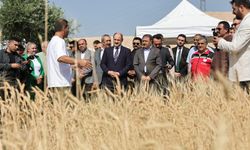 Şanlıurfa'da uluslararası buğday hasadı festivali