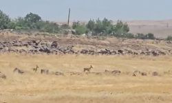 Urfa Bozkırında Sessiz Misafirler: Koruma Altındaki İki Ceylan Siverek’te Kamerada