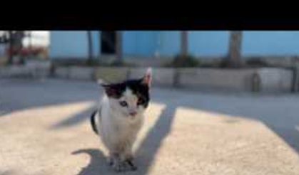 Şanlıurfa'da Yaralı kedi hastane aciline gitti