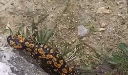 Bölgemizde Nesli Tükenmekte olan 'sarı benekli semender' görüldü