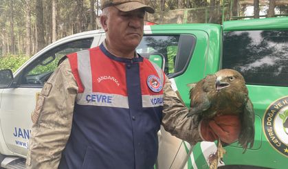 Akçakale'de Kızılşahin Besleyen vatandaşa 30 Bin TL Ceza kesildi