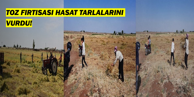 Viranşehir'de Toz fırtınası mercimek tarlasını vurdu