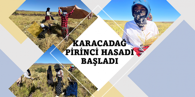 Siverek'te Karacadağ pirincinin zorlu hasadı başladı
