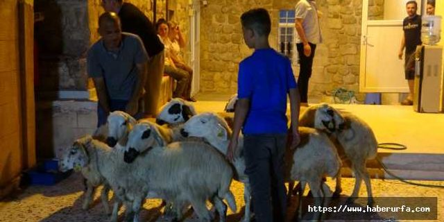 Mardinli vatandaş CB Erdoğan için tam 11 kurban kestirdi