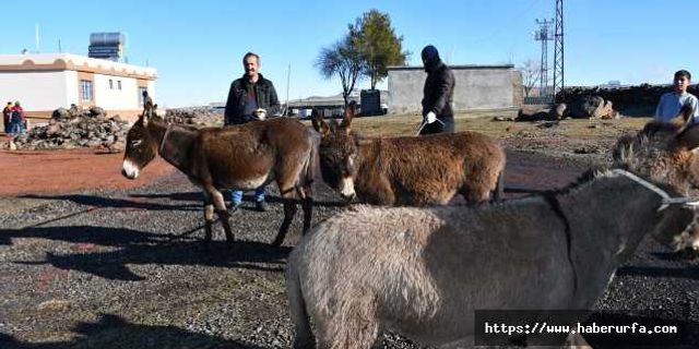 Siverek'te başı boş eşekler toplatılıyor