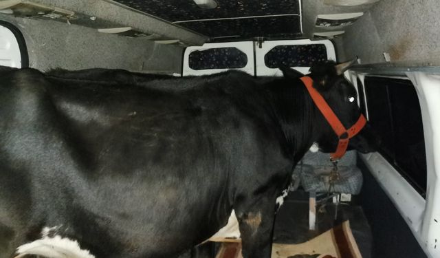 Viranşehir'de hırsızlık sırasında polisi yaralayan zanlılar yakalandı