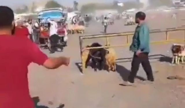 Viranşehir'de korkutan silahlı kavga