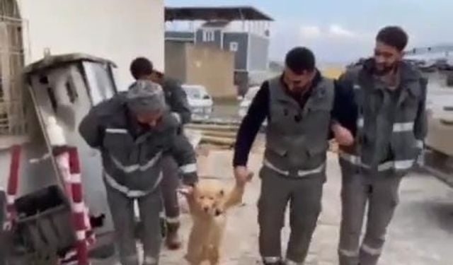 İşçilerin köpekle halayı izleyenleri güldürdü