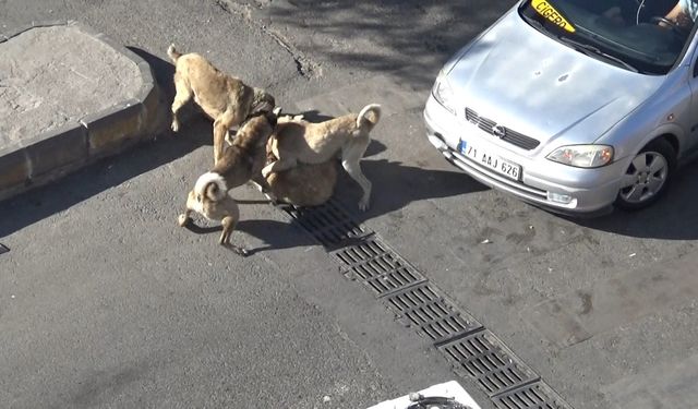 Şanlıurfa'da başıboş köpeklerin kavgası böyle  götüntülendi