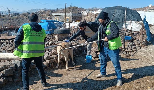 Siverek'te kuduz alarmı: Başıboş köpek 3 kişiyi ısırdı!