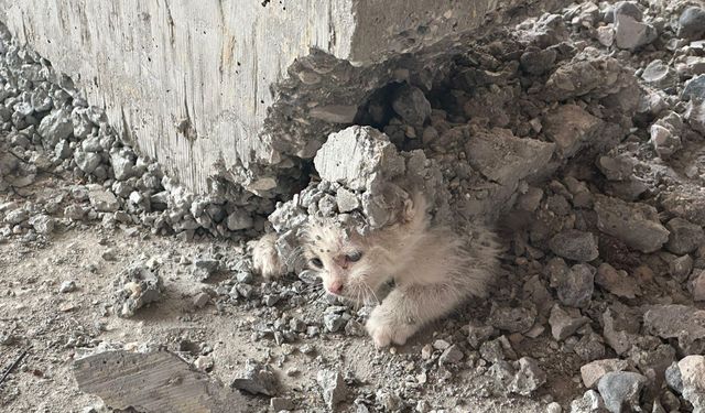 Urfa'da Kalıbın içerisine giren kedinin üzerine beton döküldü