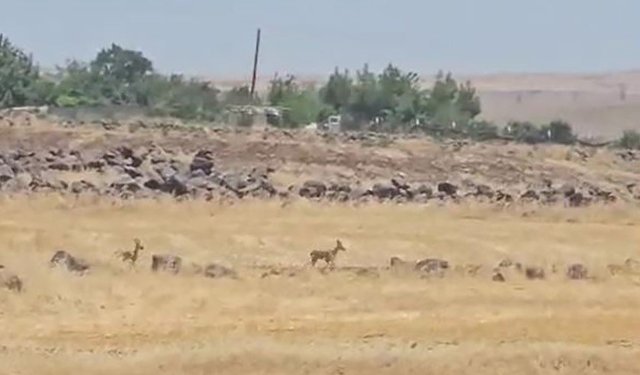 Urfa Bozkırında Sessiz Misafirler: Koruma Altındaki İki Ceylan Siverek’te Kamerada
