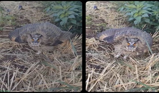 Sıcakların Sessiz Kurbanı: Siverek’te Baykuşu Vatandaşlar Kurtardı